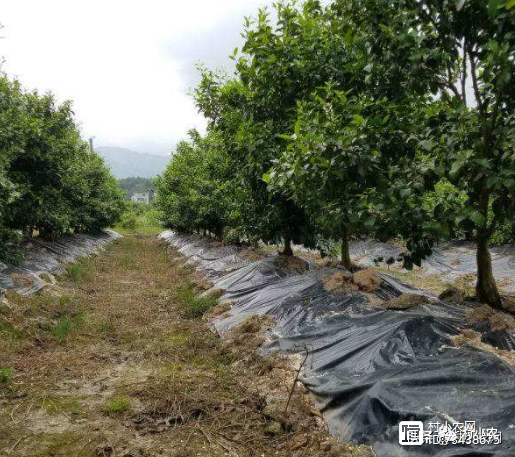 致富果树种植方法_致富果树种植条件_果树种植致富经