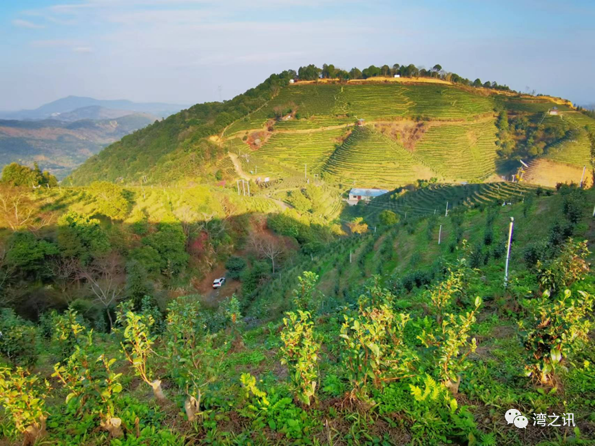 茶叶种植专业合作社_茶叶示范种植基地_种植茶叶基地农民致富