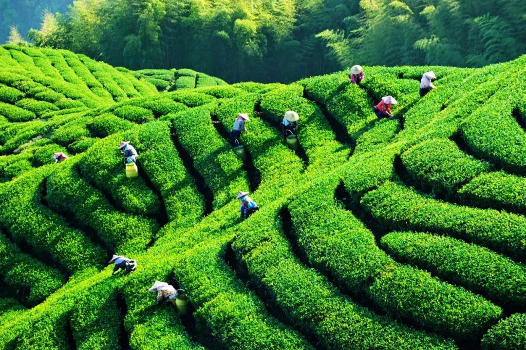种植茶叶基地农民致富_茶叶种植专业合作社_有茶叶基地怎么找合作