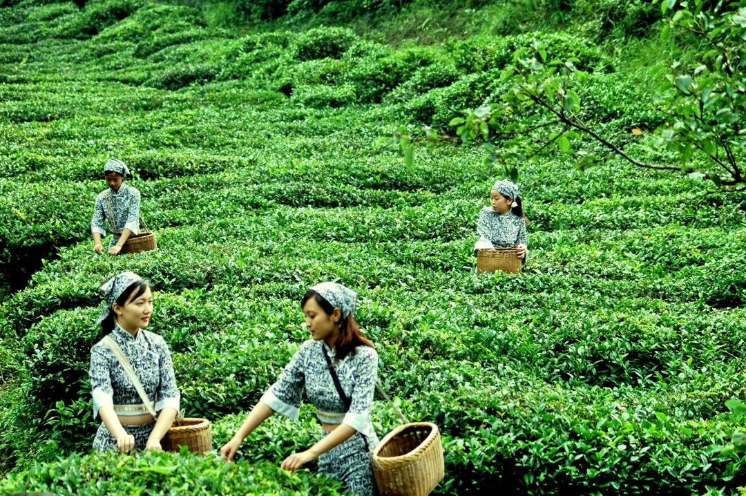 种植茶叶基地农民致富_有茶叶基地怎么找合作_茶叶种植专业合作社