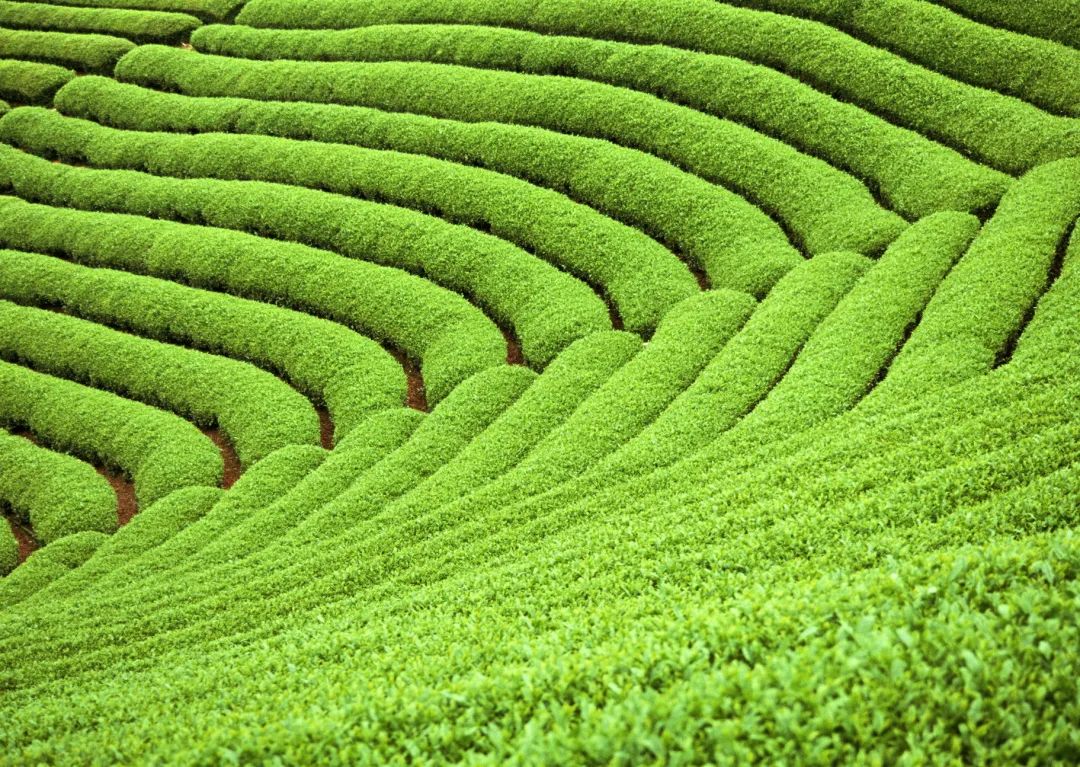 种植茶叶基地农民致富_有茶叶基地怎么找合作_茶叶种植专业合作社