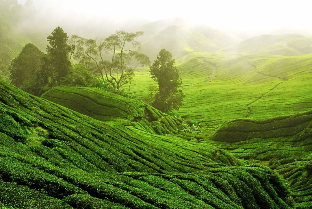 茶叶种植专业合作社_有茶叶基地怎么找合作_种植茶叶基地农民致富