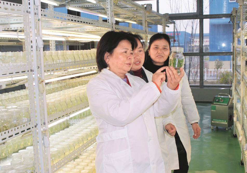 栀子种植前景_水栀子种植致富_栀子的种植方法和注意事项