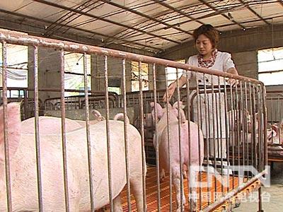 果树种植致富经_农村种植果树致富好项目_致富果树种植方法