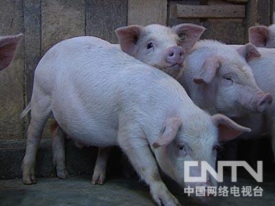 致富果树种植方法_果树种植致富经_农村种植果树致富好项目