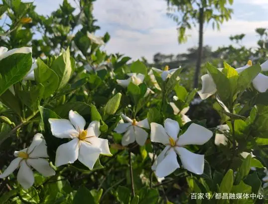 栀子的种植方法和注意事项_致富种植栀子水怎么样_水栀子种植致富