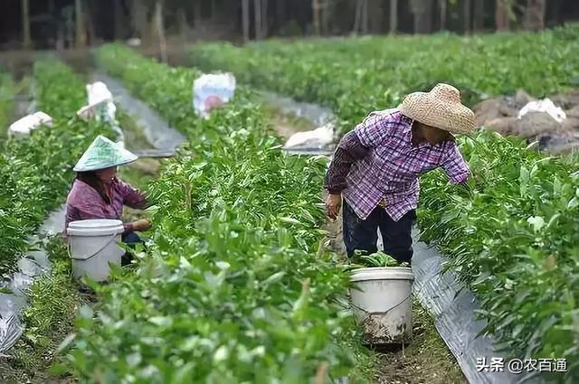 秋辣椒种植致富_辣椒秋季高产栽培技术_辣椒种植大户的致富经