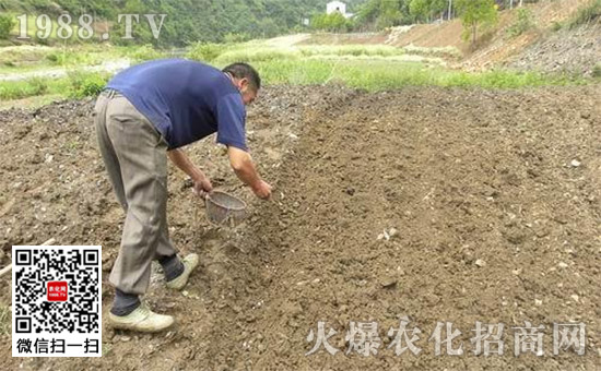 花生怎么种好、种植时间、种植方法、怎么高产？
