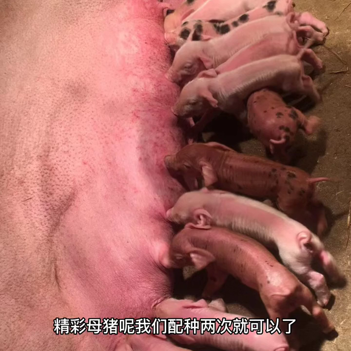视频致富养殖母猪视频大全_视频致富养殖母猪是真的吗_母猪养殖致富视频