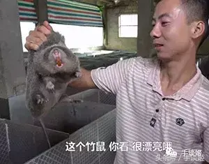 这只竹鼠好像中暑了？不如我们把它……