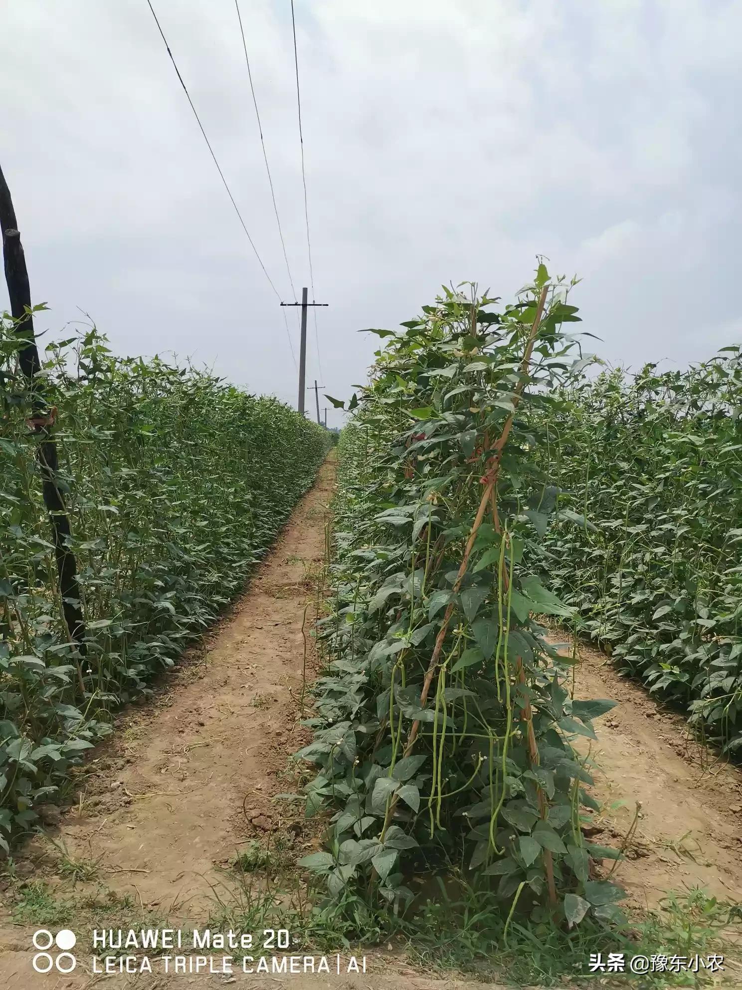 种植蔬莱致富_蔬菜种植致富_致富经种蔬菜
