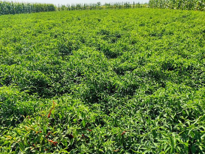 湖北辣椒基地批发价格_湖北辣椒基地_湖北种植辣椒致富