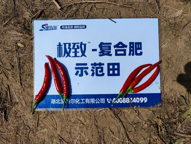 湖北辣椒基地批发价格_湖北种植辣椒致富_湖北辣椒基地