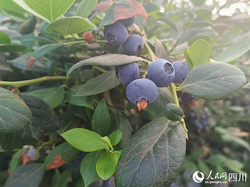 街道种植致富果_致富果树_致富经种果树