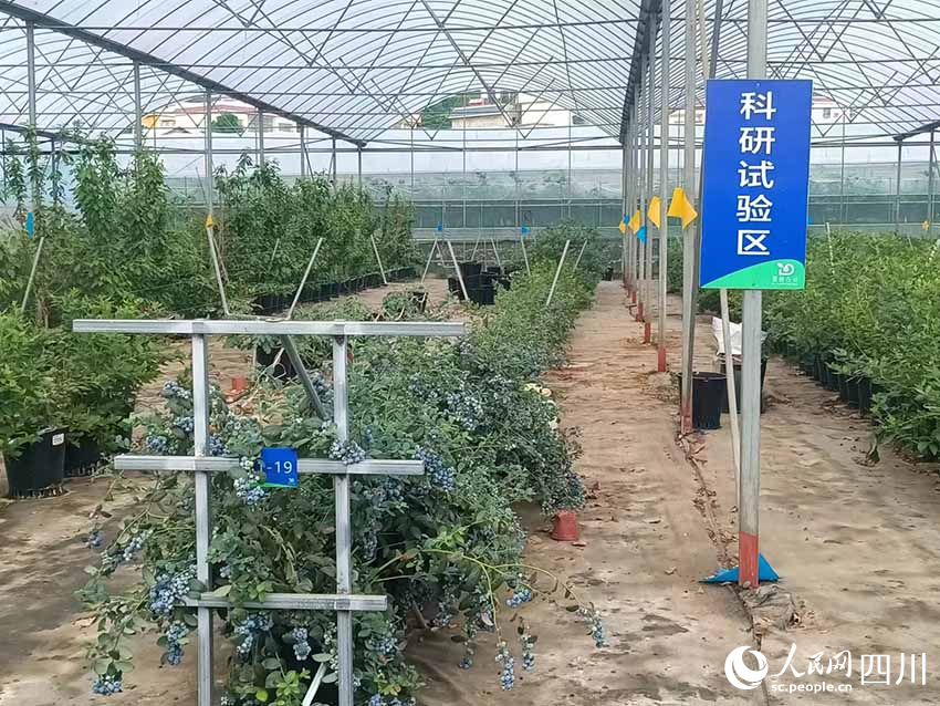 致富果树_街道种植致富果_致富经种果树