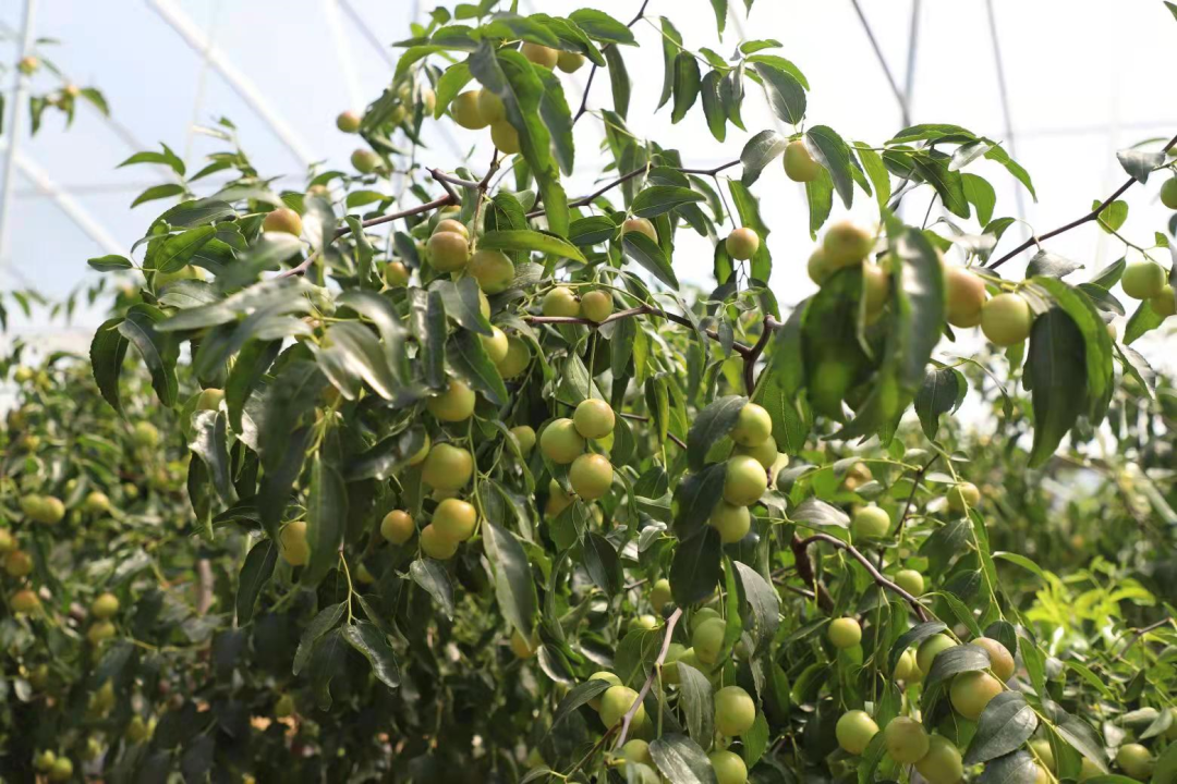 街道种植致富果_种植致富农村项目大全_种植致富业