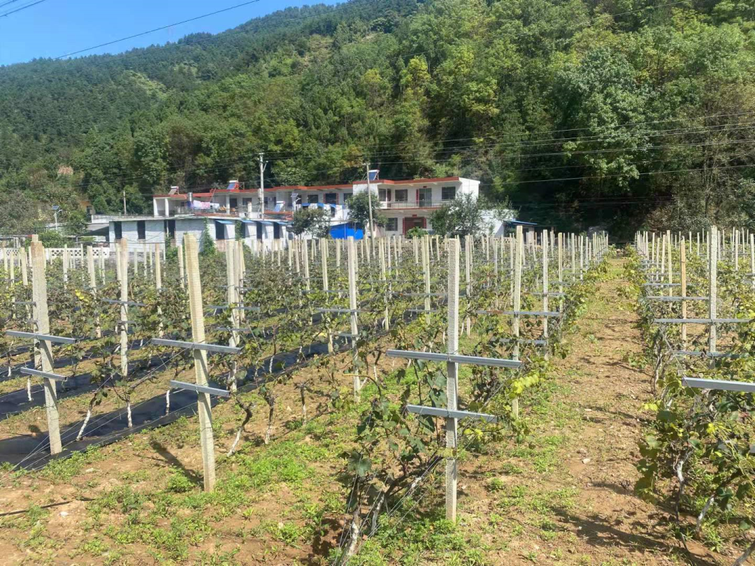 种植致富业_种植致富农村项目大全_街道种植致富果