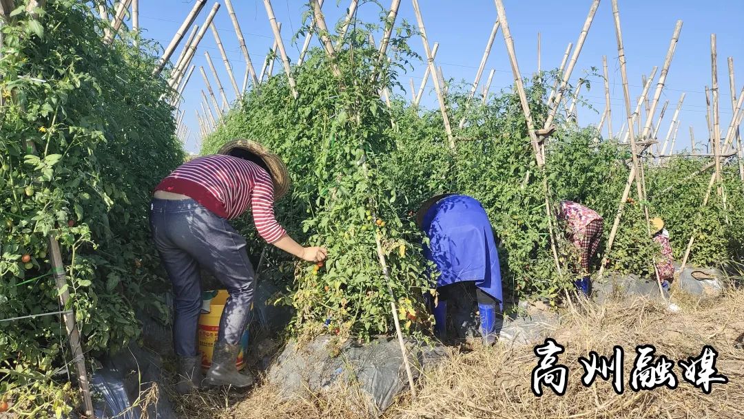 街道种植致富果_致富经种果树_致富果树