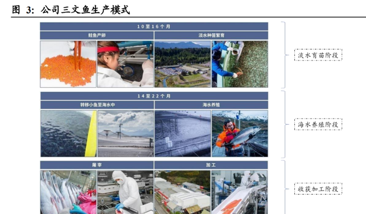 致富经养桂鱼_致富经养鳜鱼_高白鲑鱼致富经