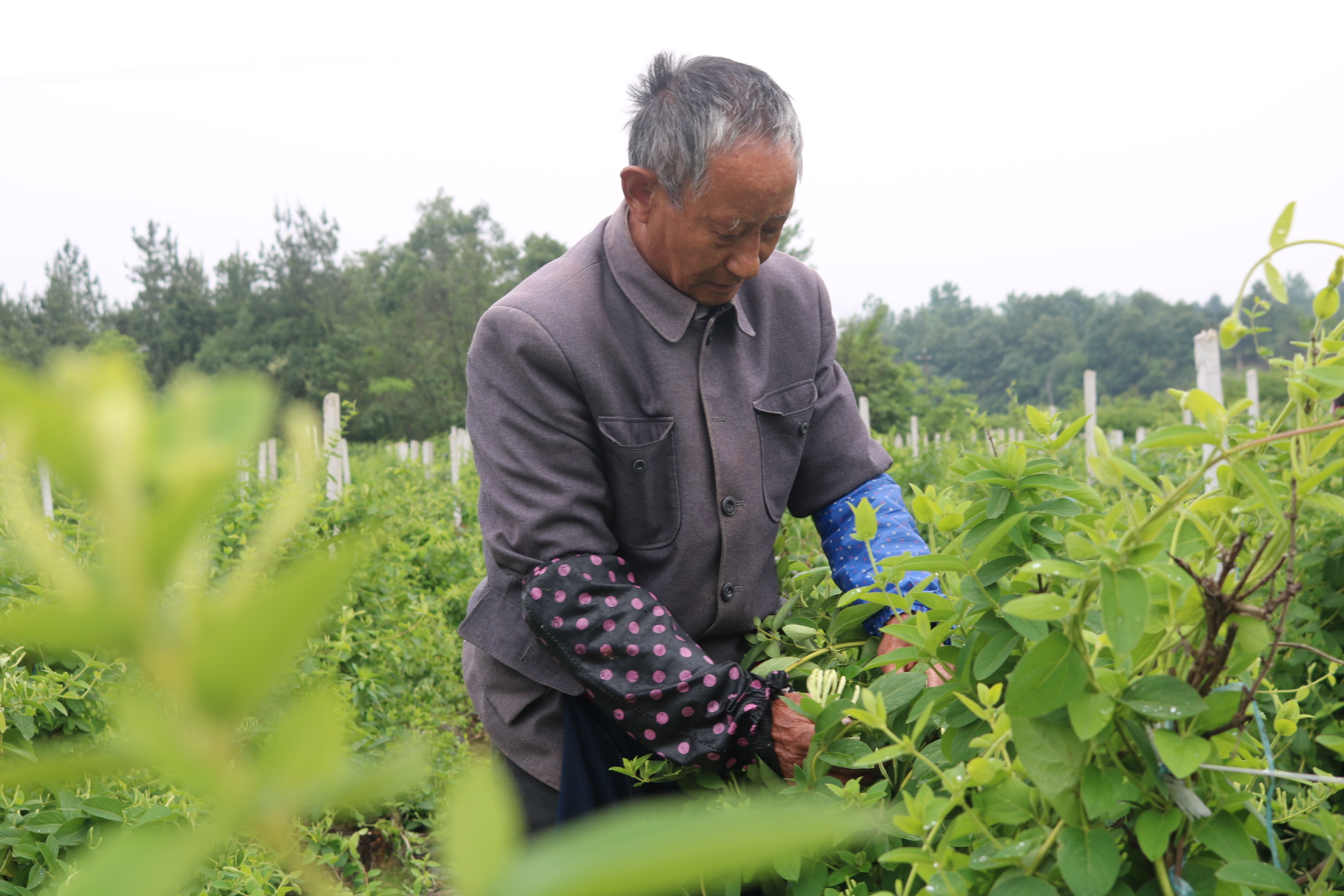 安徽六安裕安区狮子岗乡：一簇金银花  开出致富路