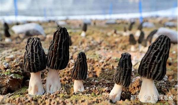 致富经种羊肚菌视频_种植羊肚菌致富_致富经种羊肚菌三个月