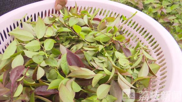 上海种植什么树_上海怎样种植_上海种植致富树