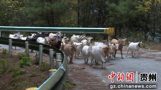 农民致富养殖业_养殖致富经_农业致富养殖什么