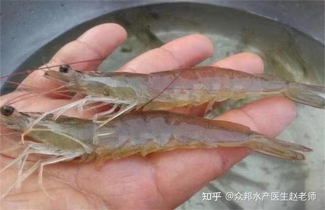 淡水真的可以成功养殖南美白对虾吗？