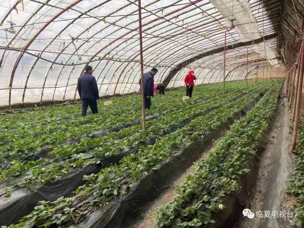 种植致富经_致富种植视频全集_薄地种植致富方法
