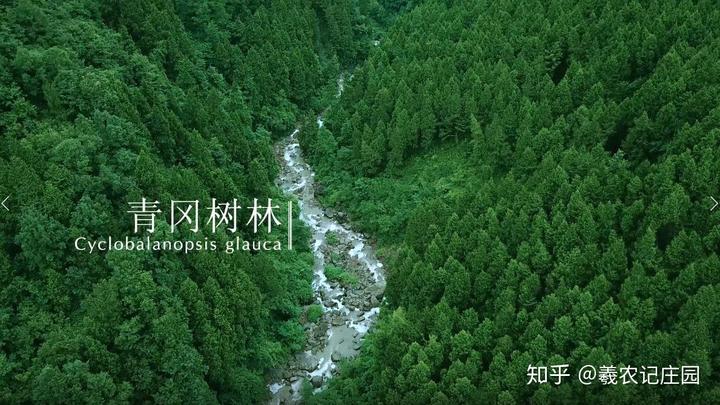 养殖银耳技术视频_银耳养殖技术_养殖银耳技术培训