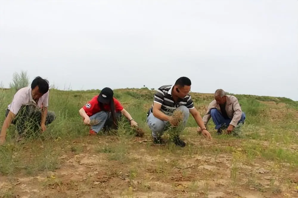 致富经种植亩收入过亿_种植致富宝典_薄地种植致富方法