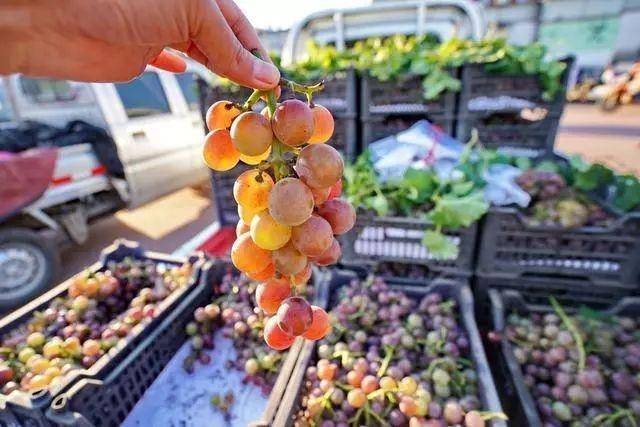 致富经豆米大王视频_致富经王大军_80米大王乌贼图片