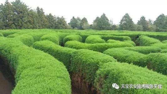 cctv农业节目致富经种植_农村种植致富好项目视频_致富经农业种植视频