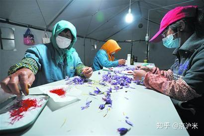 姹紫嫣红“软黄金”一亩收入四五万