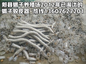 室内恒温蝎子养殖方法，怎么样养蝎子