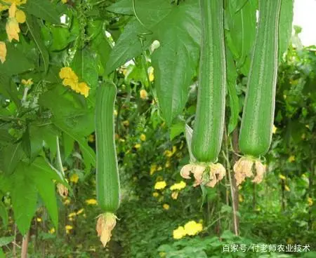家庭小菜园种丝瓜，掌握4个种植要点，丝瓜摘完一茬接一茬