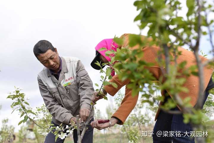 仙人怎么养殖_仙人的养殖方法和注意事项_仙人指的养殖技术