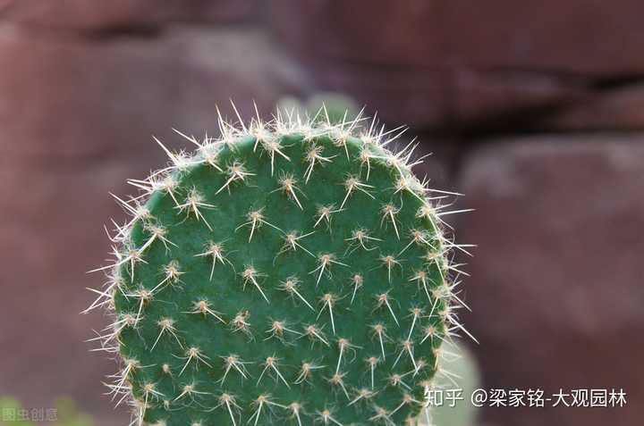 仙人的养殖方法和注意事项_仙人指的养殖技术_仙人怎么养殖