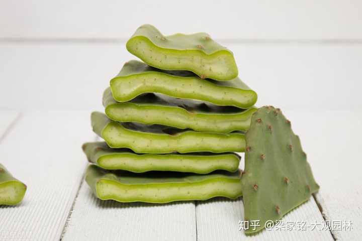 仙人的养殖方法和注意事项_仙人怎么养殖_仙人指的养殖技术