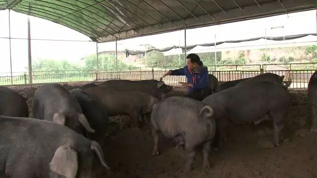致富经李海林用沙子养猪_致富经李海林_致富经李海林视频