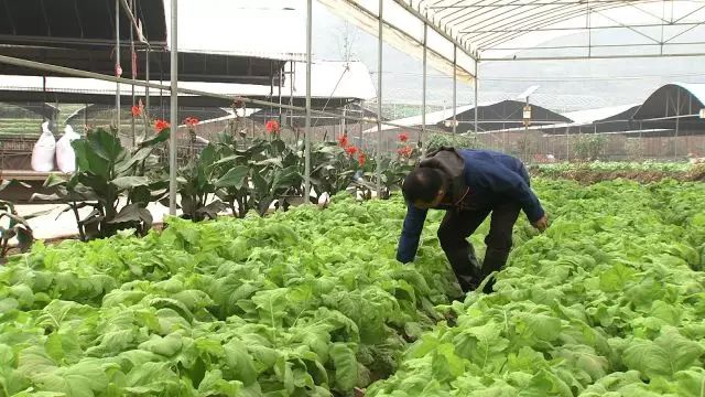 致富经李海林_致富经李海林用沙子养猪_致富经李海林视频