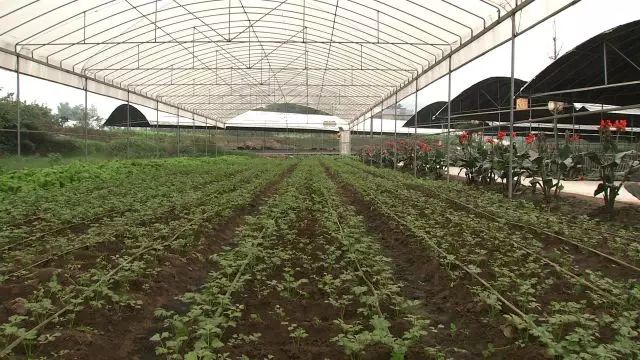 致富经李海林用沙子养猪_致富经李海林_致富经李海林视频