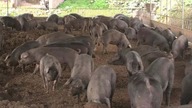致富经李海林_致富经李海林视频_致富经李海林用沙子养猪
