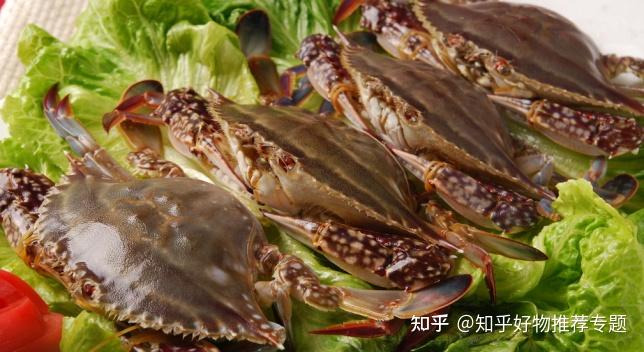 致富经梭子蟹_梭子蟹_梭子蟹最新养殖技术