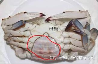 梭子蟹最新养殖技术_梭子蟹_致富经梭子蟹