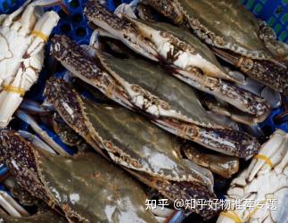 梭子蟹最新养殖技术_致富经梭子蟹_梭子蟹