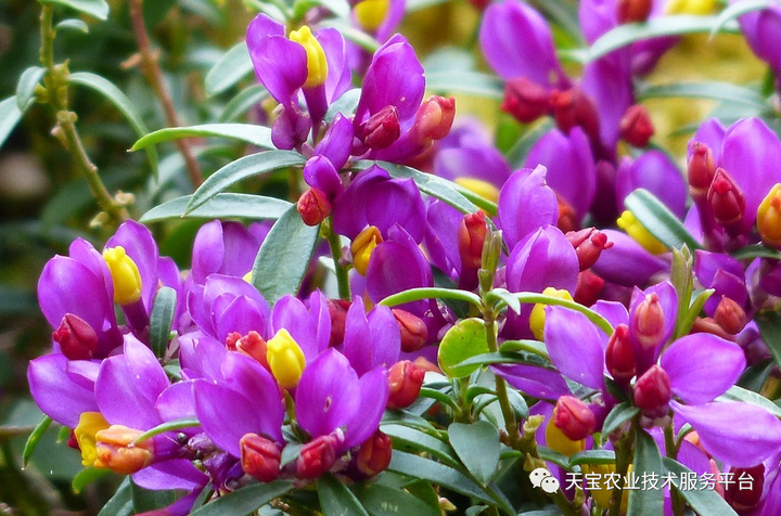 大面积种药材为啥不挣钱？了解一下！