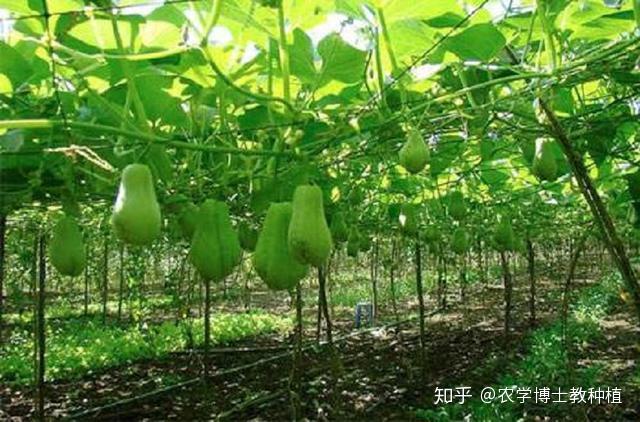 佛手瓜种植有讲究！掌握几个小技巧，一棵就能结一堆瓜