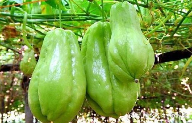 丝瓜的种植与管理技术_丝瓜的种植管理技术_丝瓜种植技术管理图