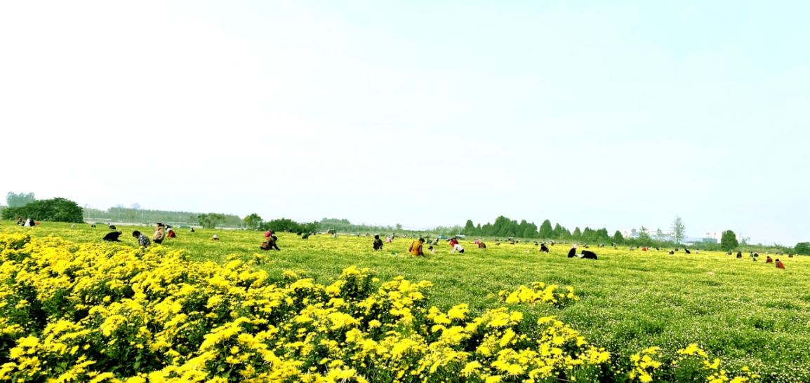 江苏睢宁：党建引领，“小菊花”开成“乡村振兴之花”